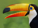 Toco Toucan  Ramphastos Toco  Pantanal  Brazil