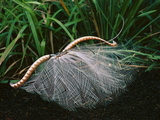 Superb Lyrebird Displaying  Menura Novaehollandiae  Sherbrooke Forest  Southeast Australia
