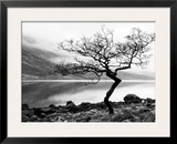 Solitary Tree on the Shore of Loch Etive  Highlands  Scotland  UK