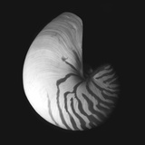 Shell Collection III