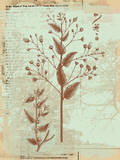 Botanical IV