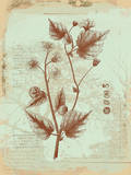 Botanical II