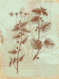 Botanical III