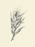Indian Corn