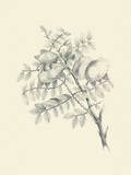 Chicken Stone Tree