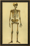 Illustration of Human Skeleton