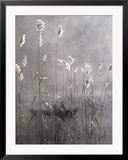 Wild Flowers Growing on Te Banks of a Pond