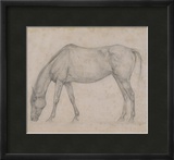 Etude de cheval