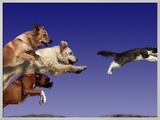 Dogs Chasing Cat
