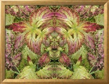Abstract Pattern in the Variegated Leaves of Coleus