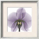 Precious Orchid in Purple