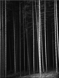 Pine Forest  Germany  1971