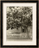 The Flowering Tree