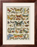 Histoire naturelle : papillons