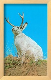 Jackalope  Horned Rabbit