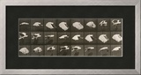 Album sur la décomposition du mouvement : "Animal locomotion" Le Perroquet volant