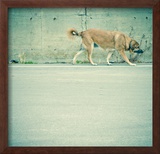 Stray Dog Walking