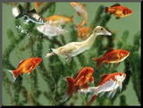 Duckling Swims Underwater Among Goldfish