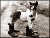 Adult Horse with Giant Boots