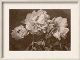 Quatre pivoines