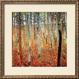 Forest of Beech Trees  c1903