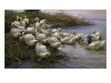 Ducks on the Lakeshore