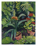 Flower Pots in a Garden: Bush Lilies and Pelargonidin  1911