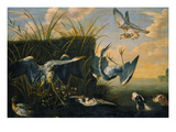Ein Falke Greift Reiher An(Reiherbeitze)