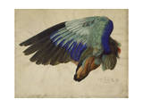 The Right Wing of a Blue Roller  1524