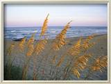 Beach Scene with Sea Oats
