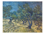 Olivenbaeume (Les Oiliviers)  1889