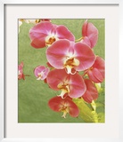 Non-embellished Island Orchid I