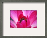 Pink Waterlily