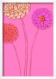 Zinnias on Pink Background