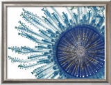 The Pigment of a Blue Button Jellyfish Blocks Ultraviolet Rays