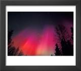 Curtains of Northern Lights above Fairbanks  Alaska  USA