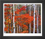 White Birch and Maple Trees in October