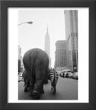 Circus Animals on 33rd Street