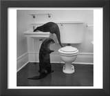 Otters Playing in Bathroom