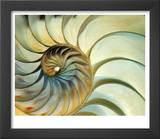 Close-up of Nautilus Shell Spirals