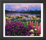 Iris and Lupine Garden and Teton Range at Oxbow Bend  Wyoming  USA