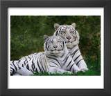 White Phase of the Bengal Tiger