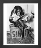 Chimpanzee Reading Newspaper