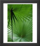 Tropical Grasses  Nadi  Viti Levu