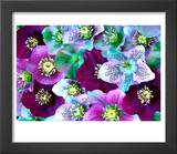 Heliborus Pattern of Winter Blooming Flower  Sammamish  Washington  USA