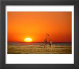 Giraffes Stretch their Necks at Sunset  Ethosha National Park  Namibia