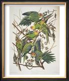 Carolina Parakeet  from "Birds of America " 1829