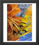 Abstract of Lily Stamens in Reflection