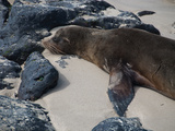 Seeloewe auf Galapagos