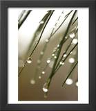 Rain Drops on Pine Branch Needles